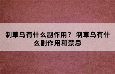 制草乌有什么副作用？ 制草乌有什么副作用和禁忌